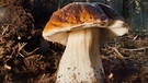 Steinpilz im Wald, leuchtet in der Sonne | Bild: picture-alliance/dpa