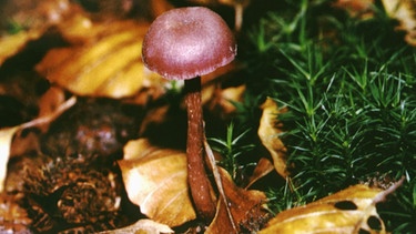 Violetter Lacktrichterling, ein essbarer Pilz | Bild: picture-alliance/dpa