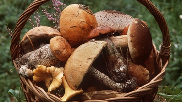 Korb voller Pilze: Wer sich mit Pilzsorten auskennt, der kann viele schmackhafte Pilze finden und sammeln. | Bild: picture-alliance/dpa