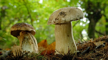 Pilze im Wald | Bild: colourbox.com