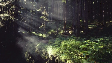 Licht fällt durch die Bäume. Im Wald finden sich besonders viele Pilze. | Bild: picture-alliance/dpa