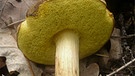 Die Ziegenlippe ist ein essbarer Pilz | Bild: CC BY-SA 3.0,  Gerhard Koller, https://commons.wikimedia.org/wiki/File:2012-06-15_Xerocomus_subtomentosus_(L.)_Fr_228138_crop.jpg