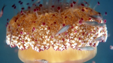 Spiegeleiqualle (Cotylorhiza tuberculata)  | Bild: picture-alliance/dpa