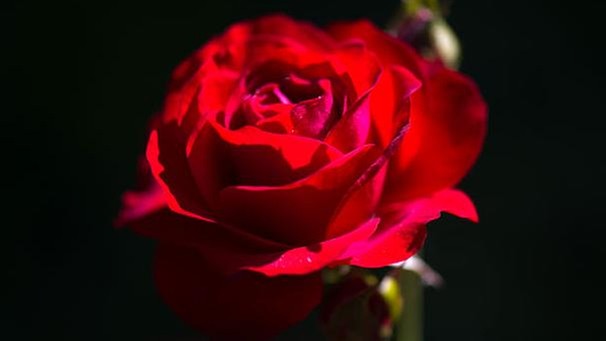 Rote Rose | Bild: picture-alliance/dpa