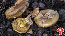 Schöngelber oder Leuchtendgelber Klumpfuß (Cortinarius splendens), ein tödlich giftiger Pilz, leicht zu verwechseln mit dem Dottergelben Klumpfuß | Bild: BR / Andreas Fruth