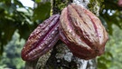 Kakaofrucht auf einem Baum im Dschungel | Bild: picture alliance / Zoonar | Bernd Juergens