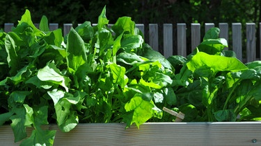 Spinat lässt sich - in milderen Regionen - bis in den Oktober hinein anbauen. Auf dem Bild ist erntereifer Spinat im Hochbeet zu sehen.  | Bild: BR