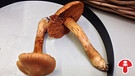 Der Spitzgebuckelte Rauhkopfpilz (Raukopf) ist ein giftiger Pilz, ebenso der Orangefuchsige Raukopf. | Bild: Harald Mitterer / BR