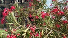 Oleander | Bild: picture-alliance/dpa