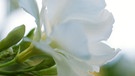 Oleander | Bild: colourbox.com