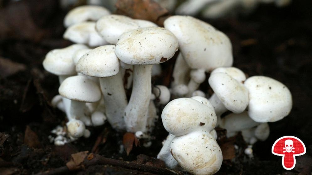 Der Weißer Rasling ist giftig und häufig. In früheren Kochbüchern wurde der Pilz als essbar beschrieben. | Bild: BR / Andreas Fruth