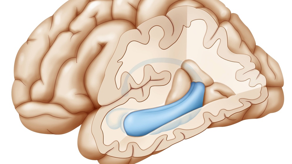 Ein Querschnitt des Gehirns mit Hippocampus blau und davor die Amygdala.  | Bild: picture-alliance/ BSIP | JACOPIN