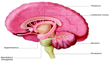 Gehirn-Grafik mit Amygdala, Thalamus und Hypothalamus | Bild: picture-alliance/dpa / Wissen Media Verlag