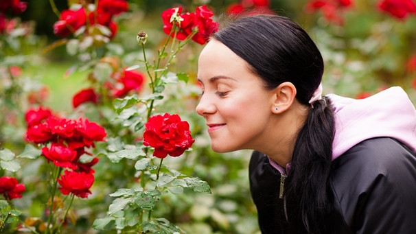Eine Frau riecht an duftenden Rosen. Der Geruchssinn wird früh geprägt und ist wichtiger als wir denken. Gerüche beeinflussen unser Verhalten, unsere Gefühle und können sogar Erinnerungen wecken. Und: wen wir "gut riechen können" bestimmt mitunter sein Duft. | Bild: colourbox.com