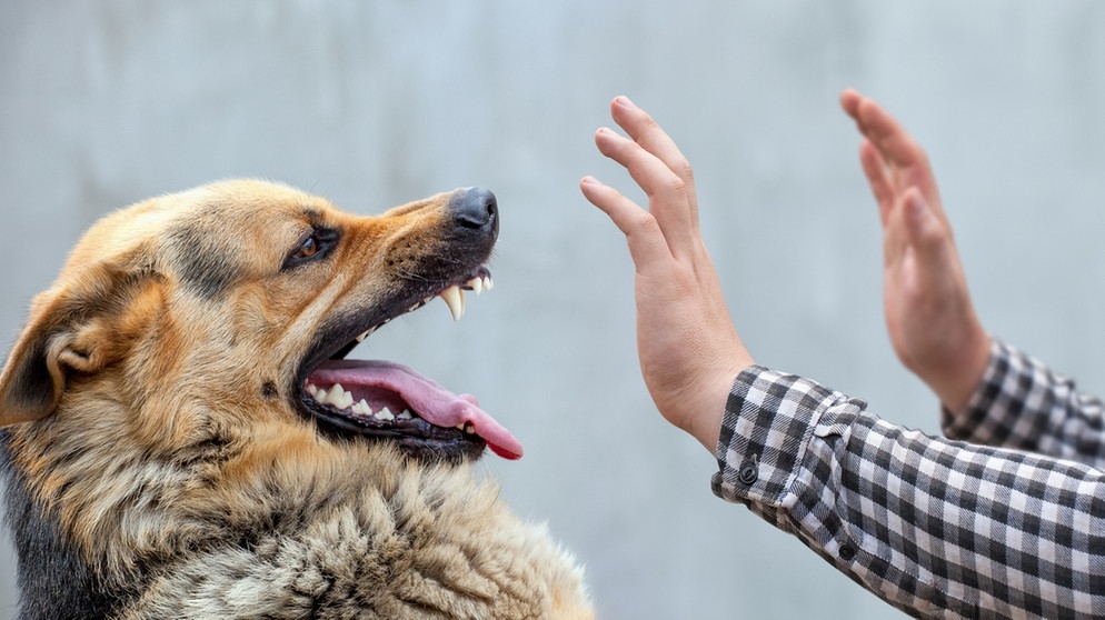 Hund schickt sich an, in die Hände eines Menschen zu beißen | Bild: colourbox.com