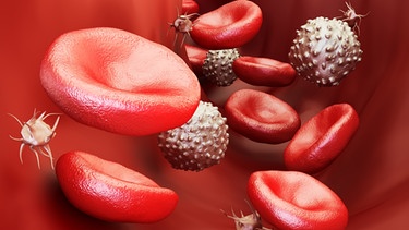 Was passiert bei einer Impfung? Die Immunabwehr im Körper wird in Gang gesetzt. Im Bild: Darstellung von Blutzellen   | Bild: colourbox.com