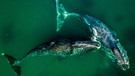 Zu sehen sind zwei Grönlanwale aus der Vogelperspektive. Können wir Menschen bald schon viel länger und gesünder leben? Wir erklären euch aussichtsreiche wissenschaftlichen Entdeckungen der Alternsforschung für ein gesundes Altern und ein längeres Leben. | Bild: picture alliance/dpa | Yuri Smityuk