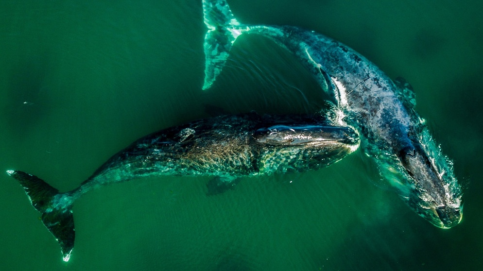 Zu sehen sind zwei Grönlanwale aus der Vogelperspektive. Können wir Menschen bald schon viel länger und gesünder leben? Wir erklären euch aussichtsreiche wissenschaftlichen Entdeckungen der Alternsforschung für ein gesundes Altern und ein längeres Leben. | Bild: picture alliance/dpa | Yuri Smityuk