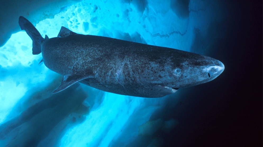 Zu sehen ist ein Grönlandhai in einer Nahaufnahme. Können wir Menschen bald schon viel länger und gesünder leben? Wir erklären euch aussichtsreiche wissenschaftlichen Entdeckungen der Alternsforschung für ein gesundes Altern und ein längeres Leben. | Bild: picture-alliance/©Oceans Image/Photoshot | Saul Gonor