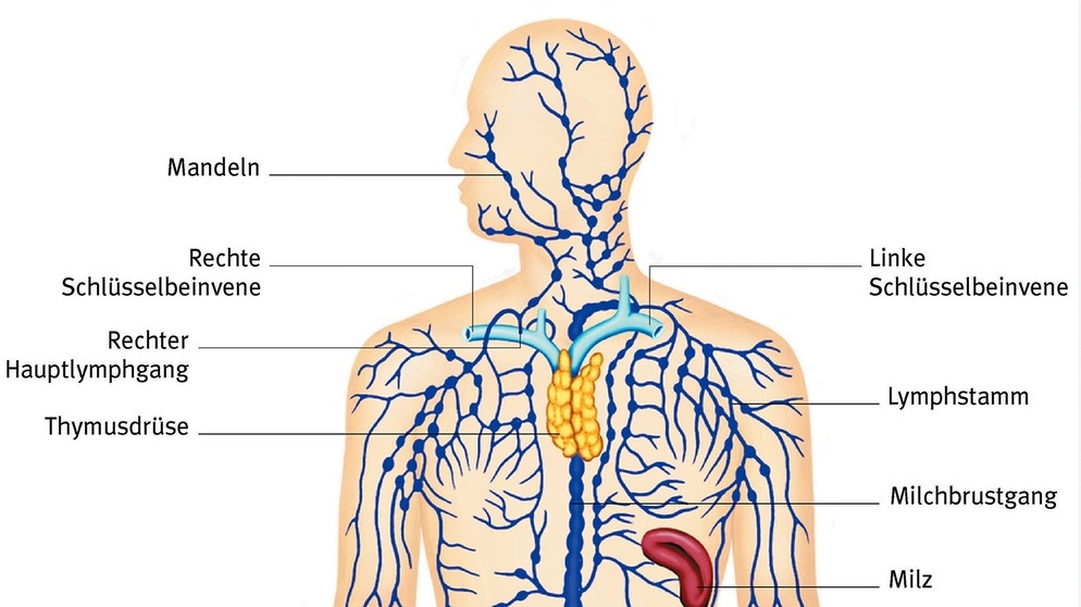 Das Lymphsystem ist ein eigenes Gefäßsystem. Bakterien, Viren und andere Abfallstoffe werden dort über die Lymphe, eine Flüssigkeit in den Lymphgefäßen, abtransportiert. | Bild: picture-alliance/dpa