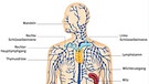 Das Lymphsystem | Bild: picture-alliance/dpa