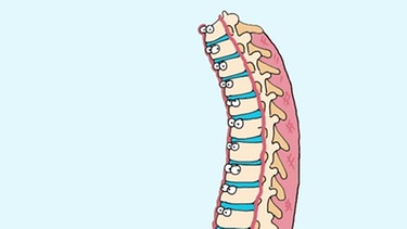 Hexenschuss oder andere Rückenschmerzen - an der Wirbelsäule, wie hier im Modell (mit Gelenken, Bandscheiben, Muskeln und Bändern), lässt sich der Schmerz häufig lokalisieren. | Bild: Screenshot BR