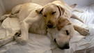 Auch Hunde schlafen: In diesem Fall handelt es sich um zwei Labrador Retriever.  | Bild: picture alliance / ZUMAPRESS.com | Jebb Harris