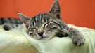 Eine Katze schläft.  | Bild: picture alliance / imageBROKER | BA-Geduldig