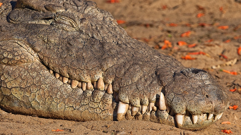 Schlaf ist nicht nur Säugetieren vorbehalten: Dieses Krokodil schläft gerade.  | Bild: picture alliance / Zoonar | Matthieu Gallett
