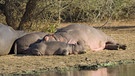 Im Krüger Nationalpark in Südafrika schlafen Nilpferde. | Bild: picture alliance / blickwinkel/J. Hauke | J. Hauke
