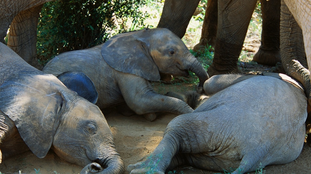 Schlafende Elefanten | Bild: picture-alliance / OKAPIA KG, Germany | Daryl & Sharna Balfour/OKAPIA