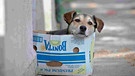 Straßenhund im Pappkarton | Bild: picture alliance / AP Photo | Vadim Ghirda