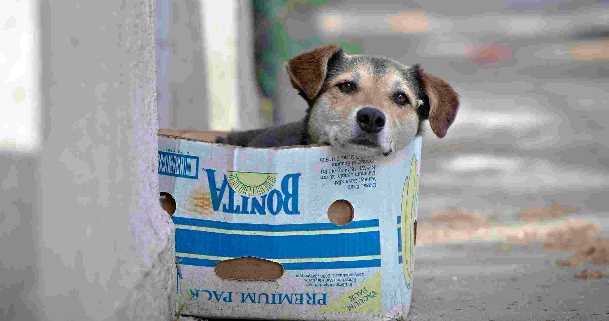 Straßenhund im Pappkarton | Bild: picture alliance / AP Photo | Vadim Ghirda