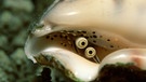 Kegelschnecken kommen an Korallenriffen oder im Sand tropischer Meere vor. Sie wandeln ihre Zunge zu einem Pfeil um, mit dem sie ihre Beute harpunieren. Pfeilzungen sind innen hohl und mit einem Nervengift gefüllt, das augenblicklich wirkt. Einer der Giftstoffe hemmt in Nervenzellen die Reiz-Weiterleitung, also die Weiterleitung von Schmerzimpulsen ins Hirn. Das Gift heißt Ziconotid und ist tausendfach stärker als Morphin und ohne dessen Nebenwirkungen. Es ist geeignet für Patienten mit chronischen Schmerzen. Sein Nachteil: Es ist ein Peptid, ein Eiweißstoff, der mittels einer Schmerzpumpe an die Schmerzstelle injiziert werden muss und nicht als Tablette eingenommen werden kann. Zu hoch dosiert, kann eine Lähmung entstehen Tiergifte sind manchmal nicht nur giftig, sondern durchaus auch heilsam. Seit Langem werden sie in Medizin und Naturheilkunde verwendet. | Bild: picture-alliance/dpa