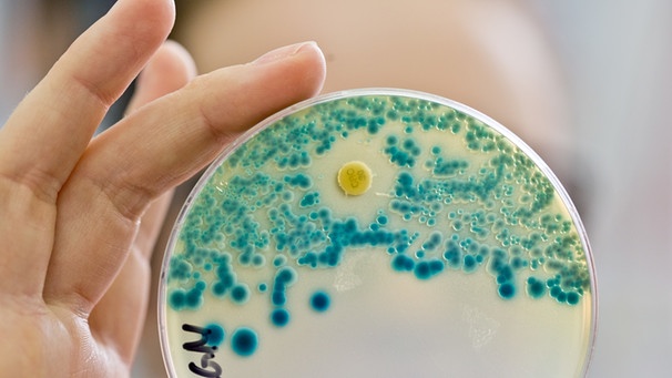 Bakteriophagen - das neue, alte Heilmittel bei bakteriellen Erkrankungen - sind im Kampf gegen Antibiotikaresistenzen und gegen multiresistente Keime vielversprechend, | Bild: picture-alliance/dpa