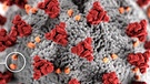 Proteine von SARS-CoV-2 | Bild: picture alliance/newscom