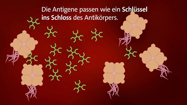 Immunzellen: Antikörper docken an Antigene des Erregers an (Illustration) | Bild: BR