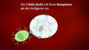 Immunzellen: Z-Zelle dockt an von Virus-befallener Zelle an. | Bild: BR