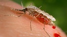 Weibliche Anopheles-Mücke auf menschlicher Haut | Bild: Centers for Disease Control and Prevention/AP Photo/ Fotograf: James Gathany