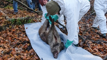Auch die Schweinegrippe zählt zu den Zoonosen.  | Bild: picture alliance/Sebastian Willnow