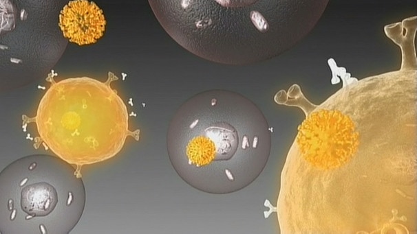HI-Viren in menschlichen Zellen (Grafik) | Bild: Bayerischer Rundfunk