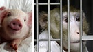 Zwei genmodifizierte Ferkel und daneben ein Pavian, in den ein Ferkelherz transplantiert wurde. | Bild: picture-alliance/dpa
