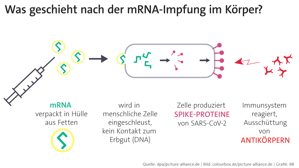 Grafische Darstellung, was bei einer Impfgung mit einem mRNA-Impfstoff passiert. | Bild: picture-alliance/dpa/colourbox/dpa
