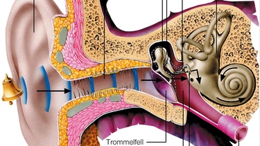 Grafik zeigt den Aufbau eines menschlichen Ohrs. | Bild: picture-alliance/dpa / Wissen Media Verlag