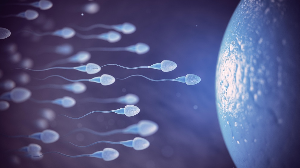 Eizelle und Spermien, 3D-Bild | Bild: picture alliance / Zoonar | Maksym Yemelyanov