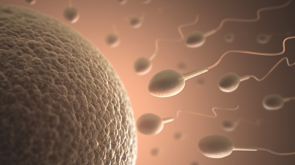 Eizelle und Spermien: Was passiert beim Orgasmus im Körper? | Bild: colourbox.com