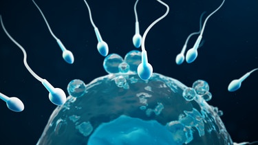 Spermien auf den Weg zur Eizelle. Hier erfahrt ihr mehr über die Befruchtung einer Eizelle. | Bild: colourbox.com