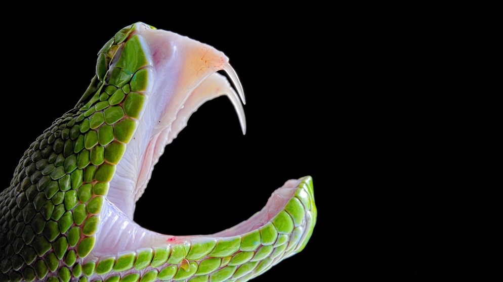 Giftschlange: Nicht nur Schlangengift, auch das Gift anderer Tiere wird seit Langem in der Naturheilkunde und der Medizin eingesetzt. | Bild: picture-alliance/dpa
