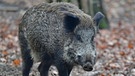 Wildschwein im Wildpark am Mannheimer Karlsstern. | Bild: picture-alliance/dpa