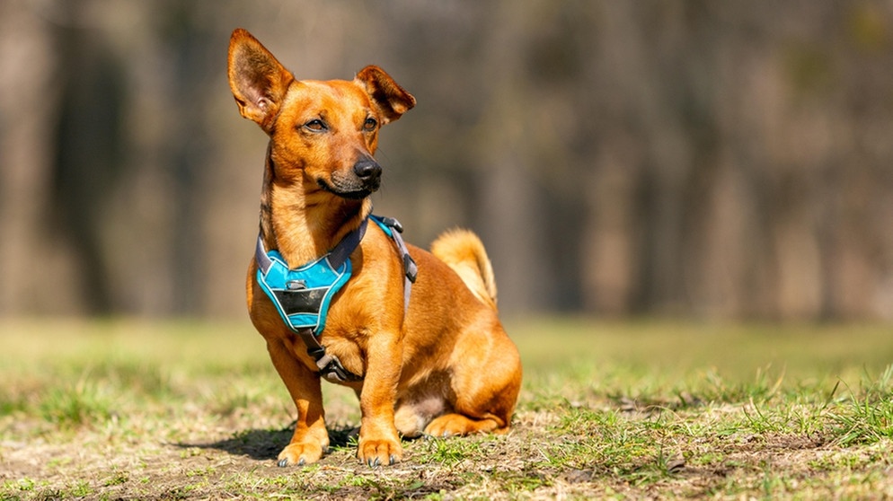 Kleiner brauner Terrier mit türkisfarbenem Harnisch, ein Ohr steht nach oben ab. | Bild: picture alliance / Zoonar | David Freigner